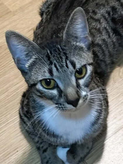 A young medium-sized female Brown / Chocolate Domestic Short Hair cat named Mittens for adoption in Kansas City, MO