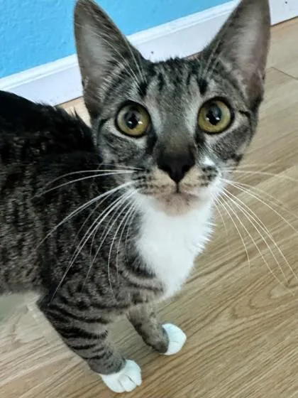 Mittens thumbnail 2