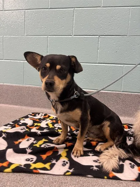 An adult small-sized male Chihuahua dog named Pancake for adoption in Indianapolis, IN