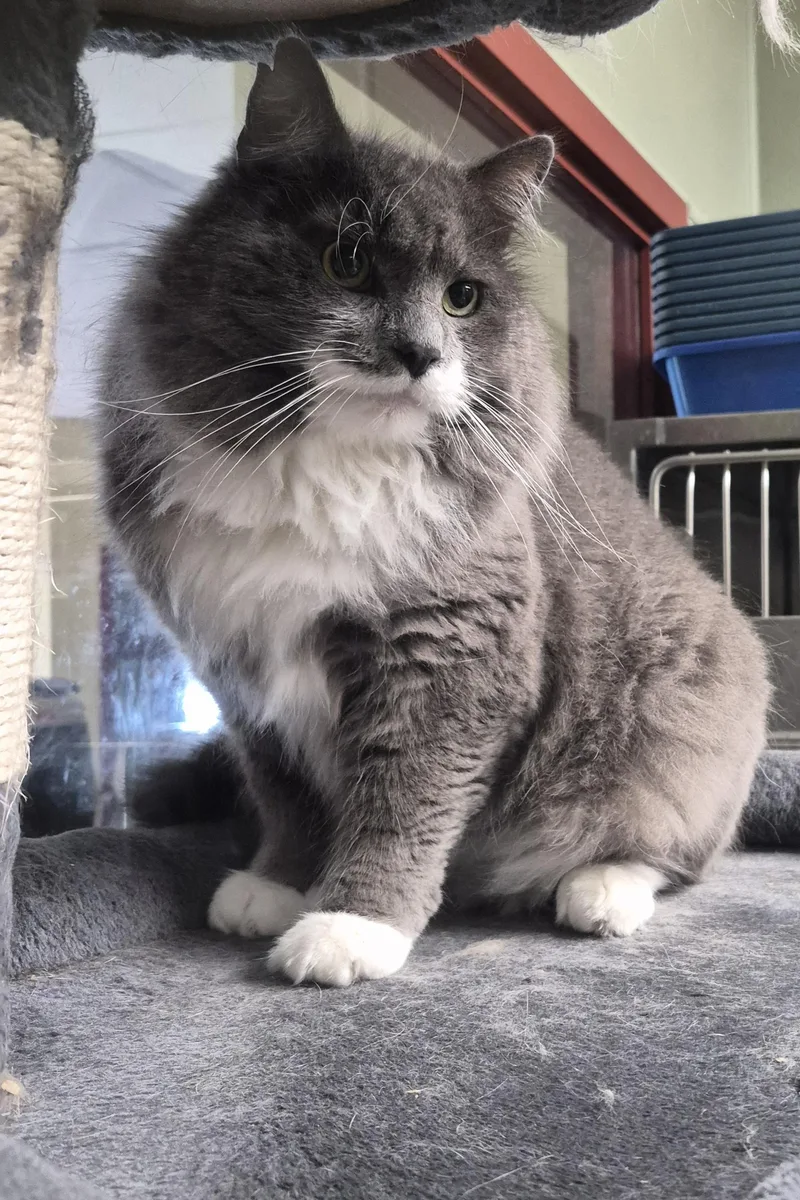 An adult medium-sized male Gray & White Domestic Long Hair cat named Al Pacino for adoption in Warwick, RI