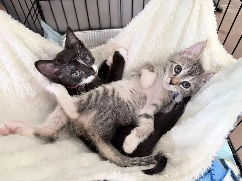 A baby medium-sized female Tabby (Gray / Blue / Silver) Domestic Short Hair cat named Campbell for adoption in Lauderhill, FL