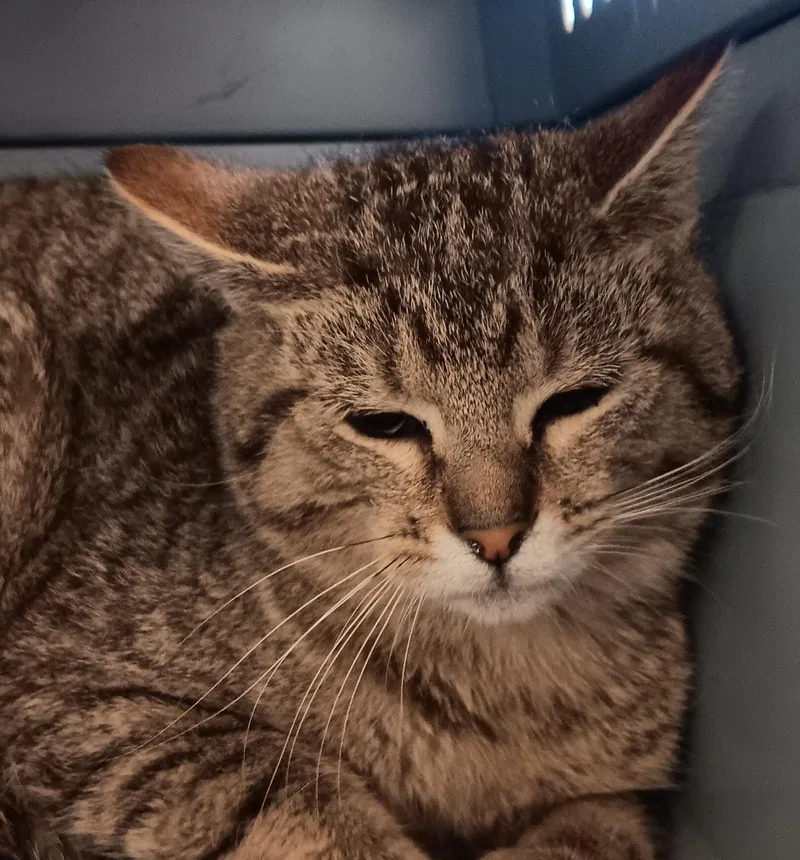 A young medium-sized male Tabby (Brown / Chocolate) Domestic Short Hair cat named Marco for adoption in New Castle, IN