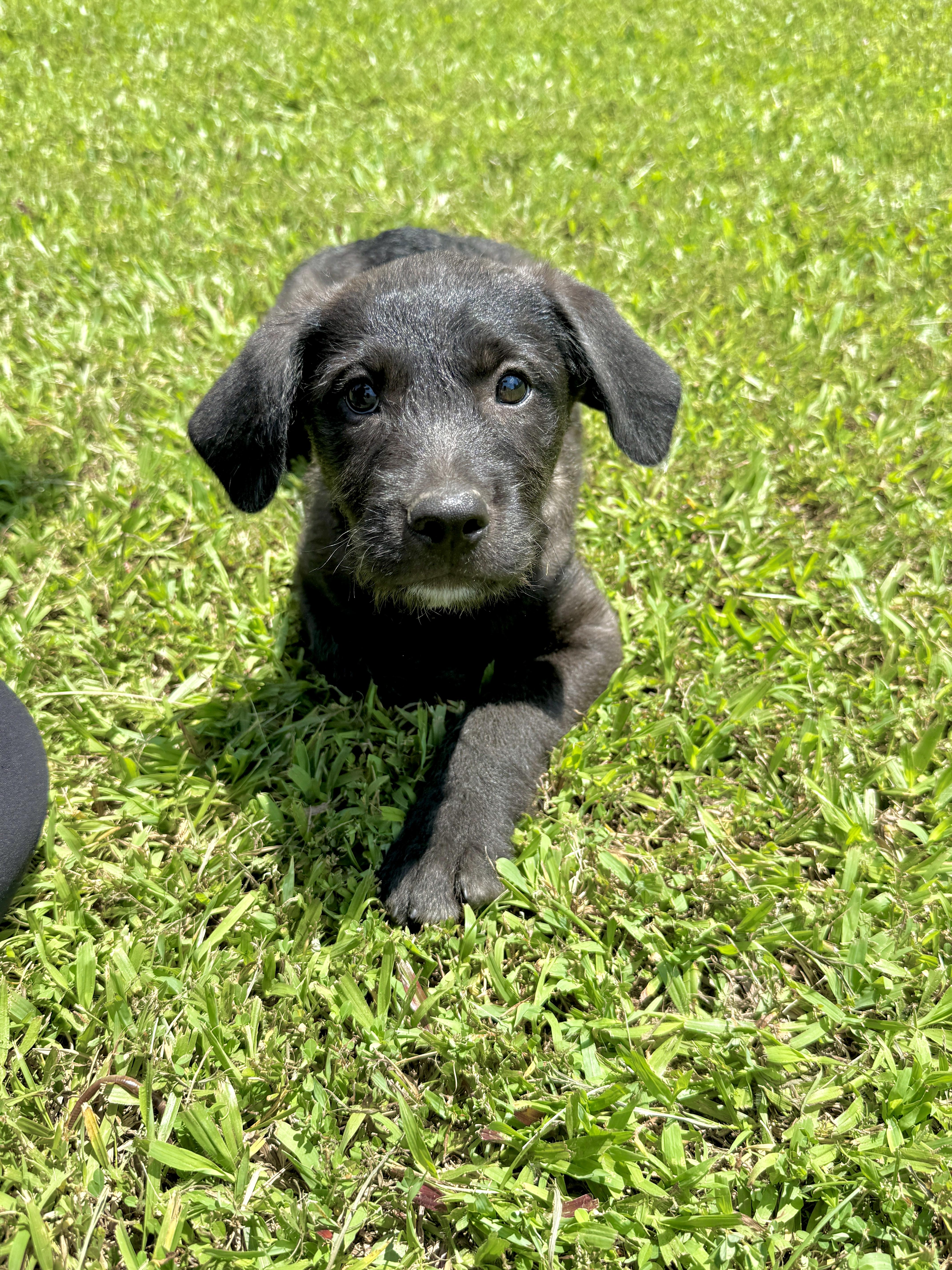 A baby medium-sized female Black Labradoodle dog named Kennedy for adoption in Hartford, KY