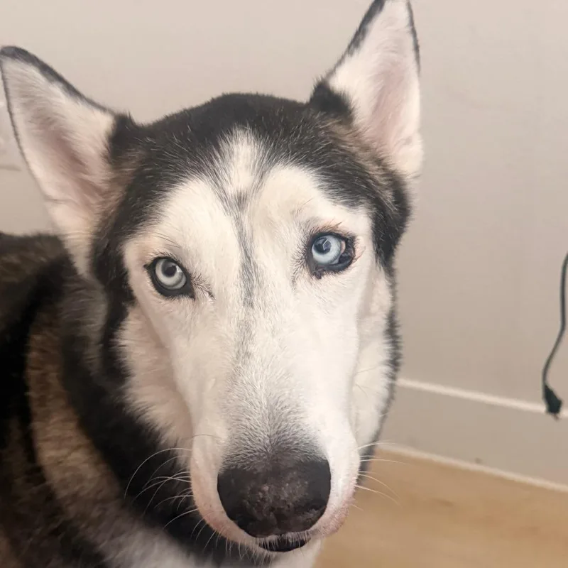 A senior large-sized male Husky dog named Loki for adoption in Austin, TX
