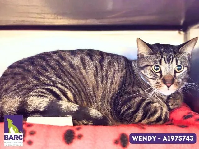 A young small-sized female Domestic Short Hair cat named Wendy for adoption in Houston, TX
