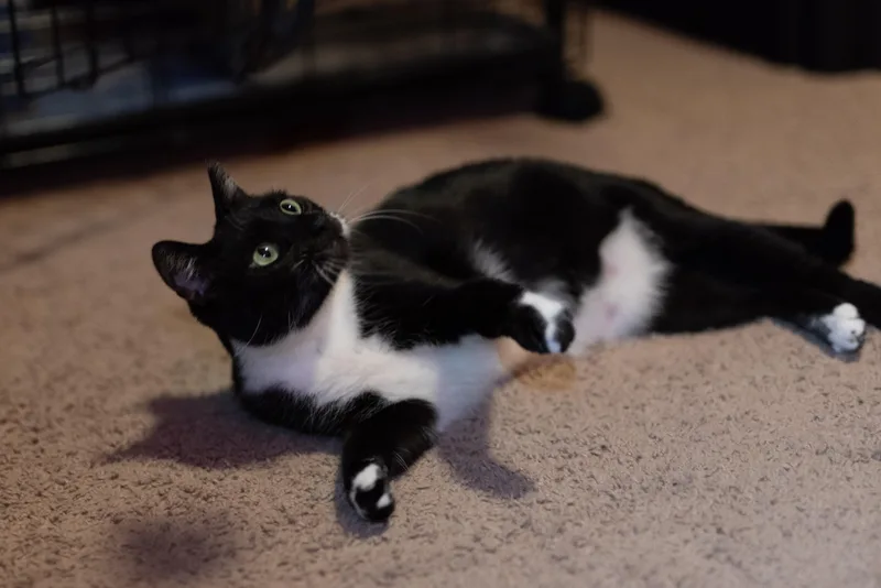 A young medium-sized female Black & White / Tuxedo American Shorthair cat named Madrina for adoption in Tomball, TX