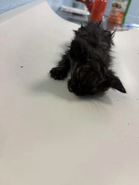 A baby small-sized female Domestic Short Hair cat named Kc for adoption in Lawrenceville, GA