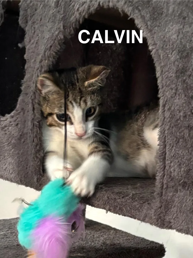 Calvin thumbnail 5