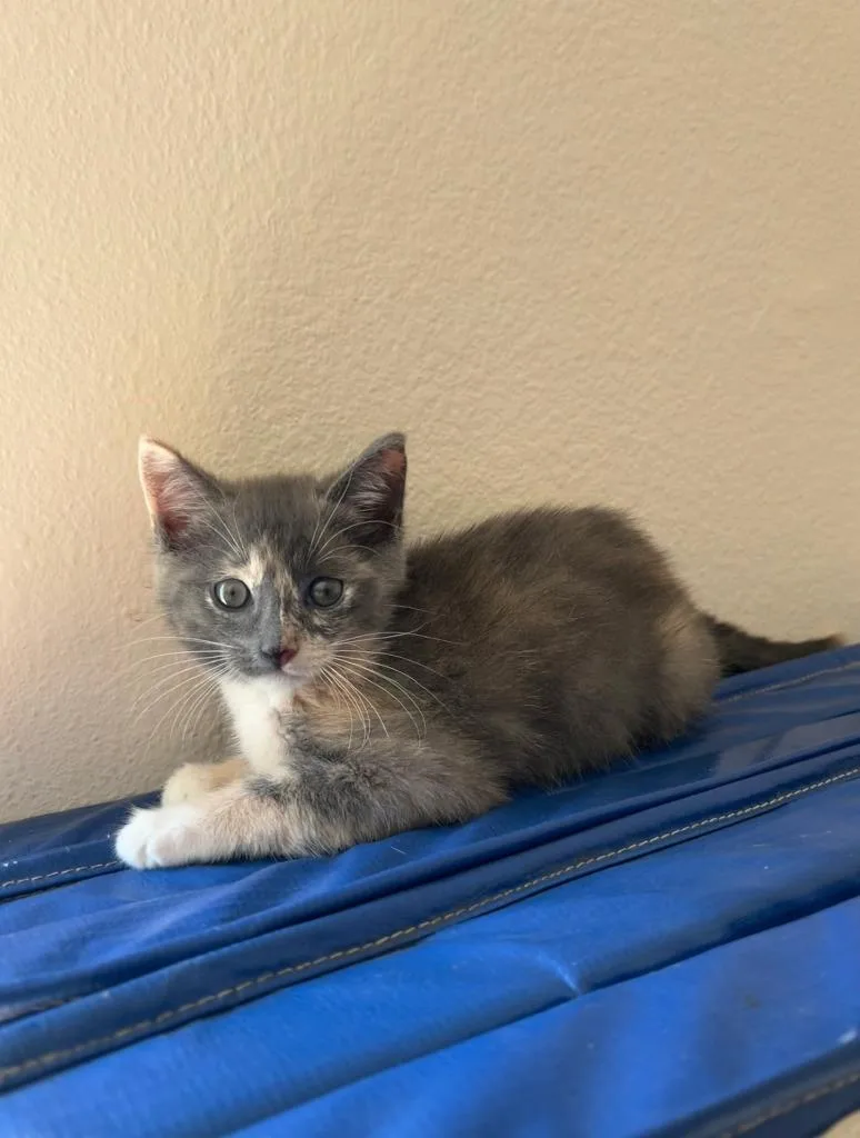 A baby small-sized female Calico cat named Gracie for adoption in San Pedro, CA