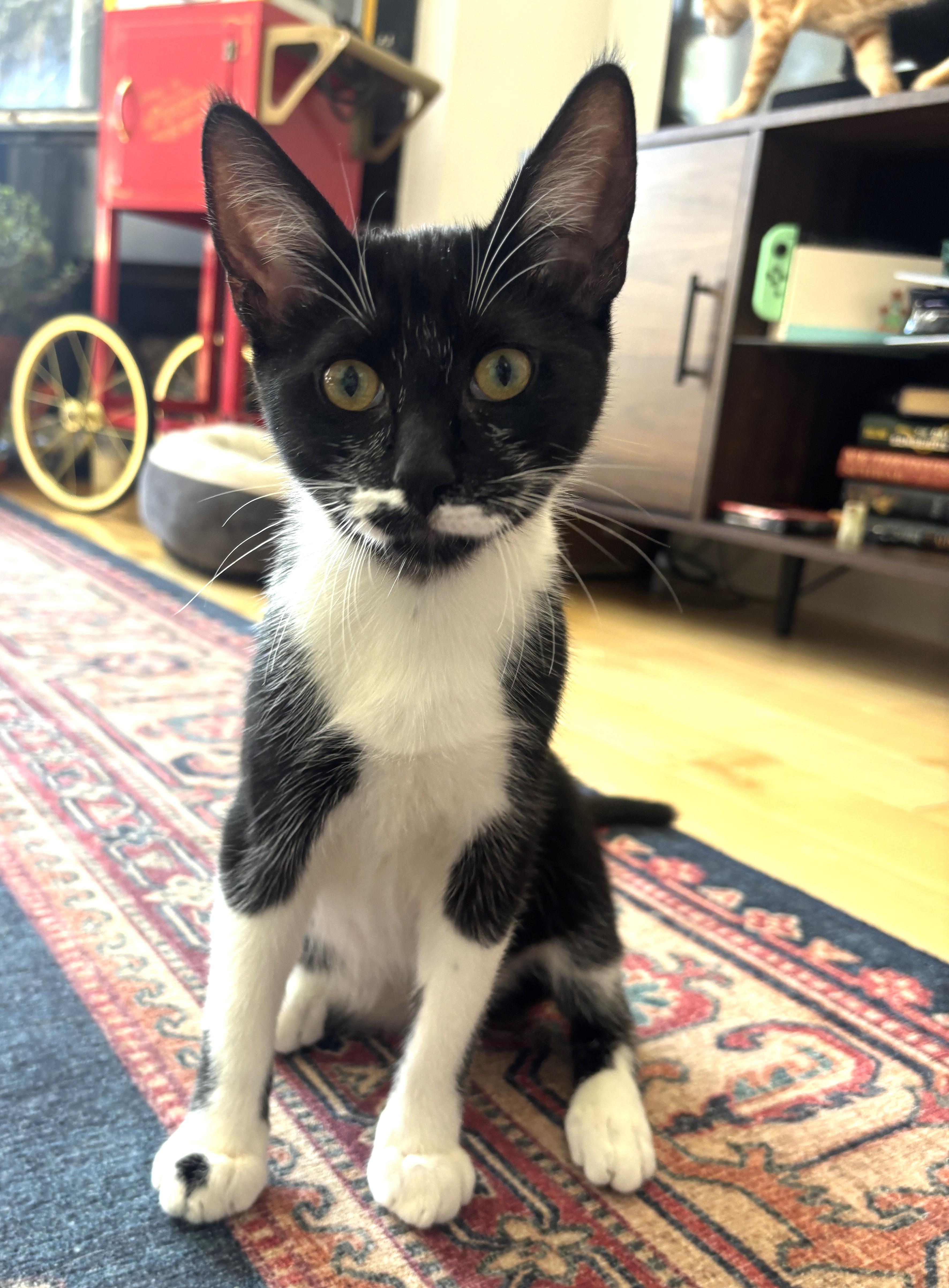 A baby small-sized male Tuxedo cat named Rutabaga for adoption in Burbank, CA