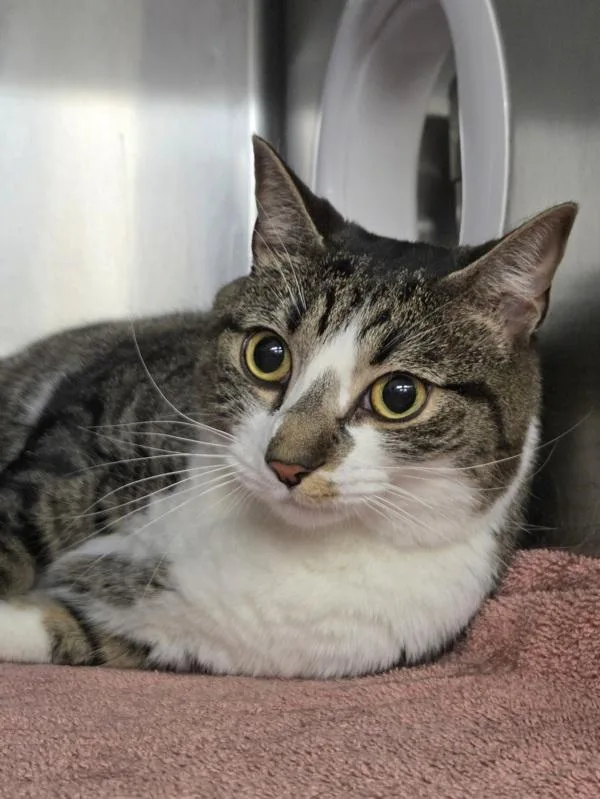 An adult large-sized female Domestic Short Hair cat named Limbo for adoption in Millersville, MD