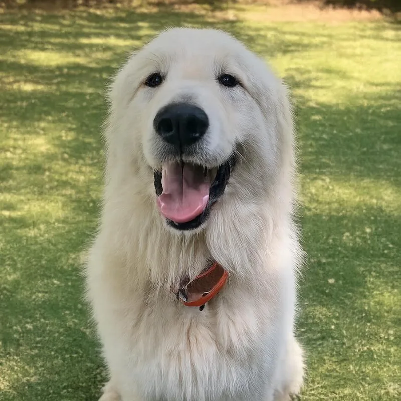 An adult large-sized male Great Pyrenees dog named Boomer for adoption in Atlanta, GA