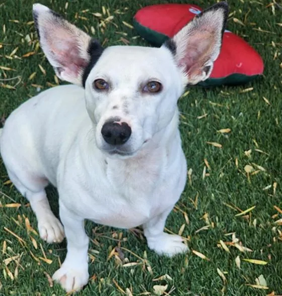 A young small-sized female Chihuahua dog named Raven for adoption in Antioch, CA