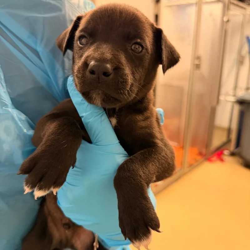 A baby medium-sized male Brown / Chocolate Mixed Breed dog named Gumbo for adoption in West Palm Beach, FL