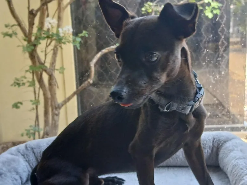 A young small-sized male Chihuahua dog named Squiggy for adoption in Fort Worth, TX