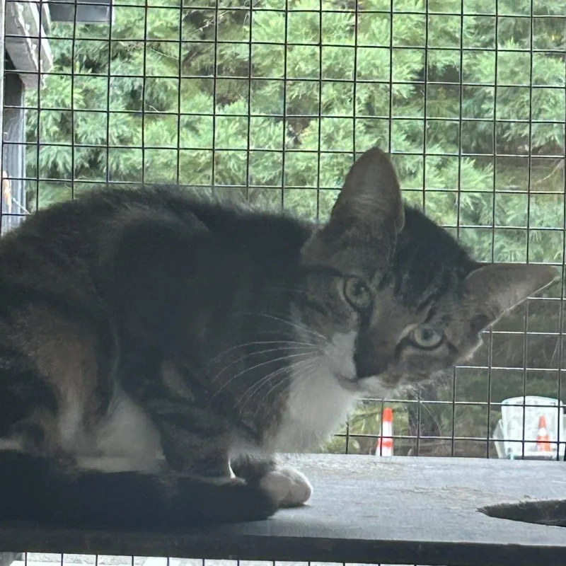 A young medium-sized male Brown / Chocolate Domestic Short Hair cat named Tiberius for adoption in Veneta, OR