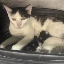 An adult medium-sized female White Domestic Short Hair cat named Carla for adoption in Rapid City, SD