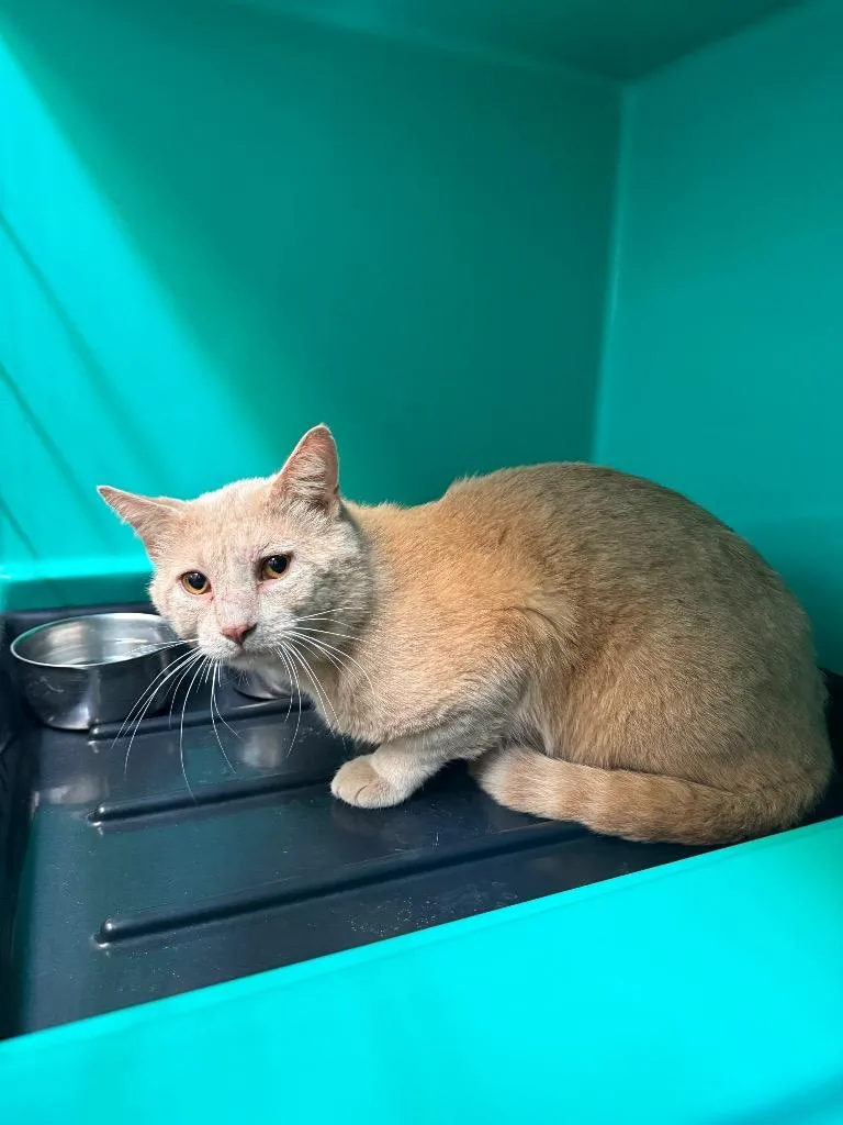 An adult medium-sized male Domestic Short Hair cat named Biscuit for adoption in Shelbyville, TN