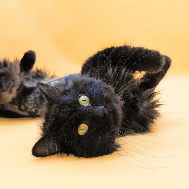 An adult medium-sized male Black Domestic Medium Hair cat named Telly for adoption in Springfield, MO