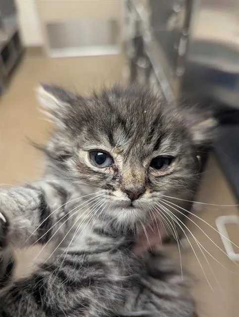 A baby small-sized female Domestic Short Hair cat named Otter for adoption in Sacramento, CA