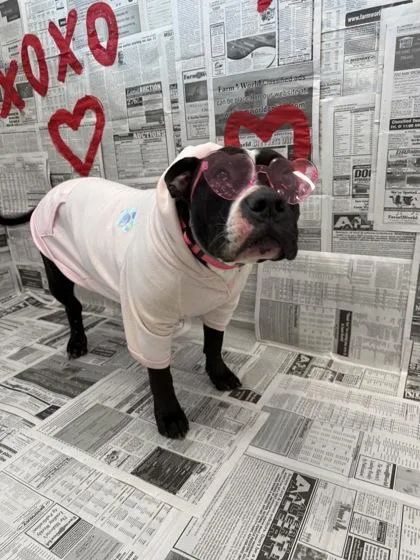 An adult large-sized female Mixed Breed dog named Queenie for adoption in Lafayette, IN