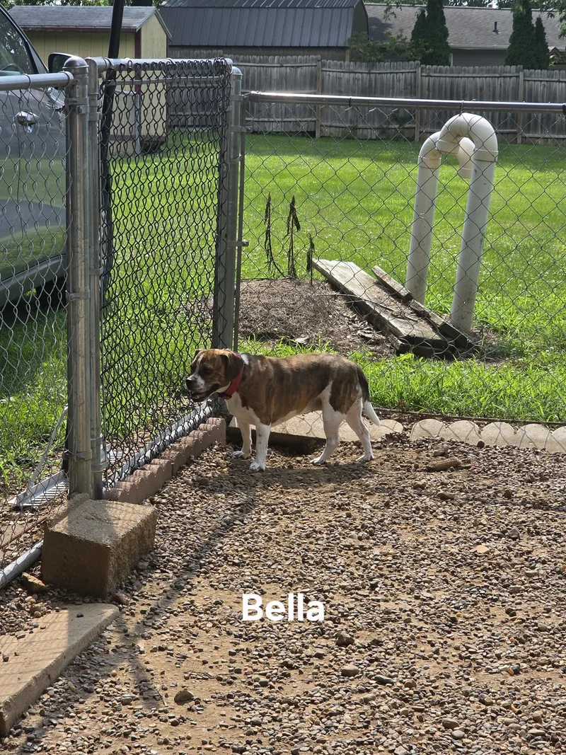Bella