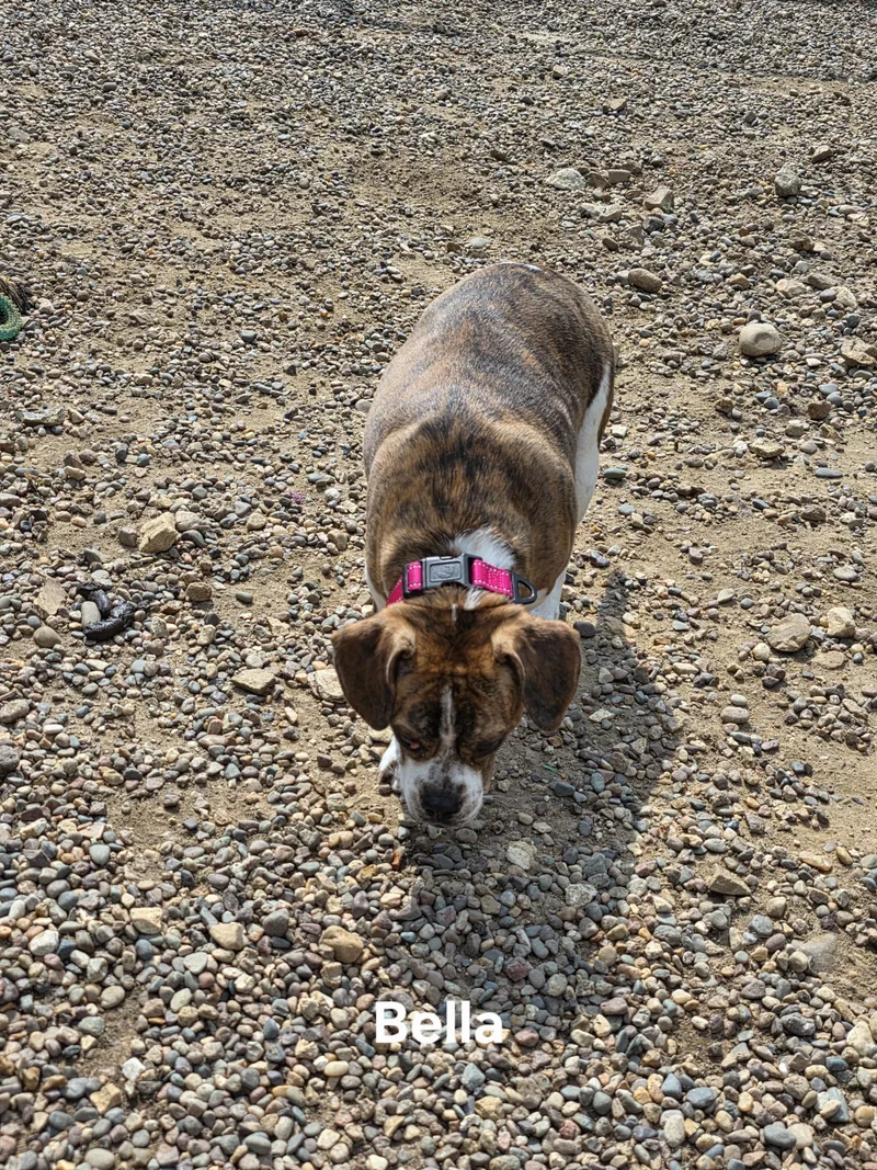 Bella thumbnail 2