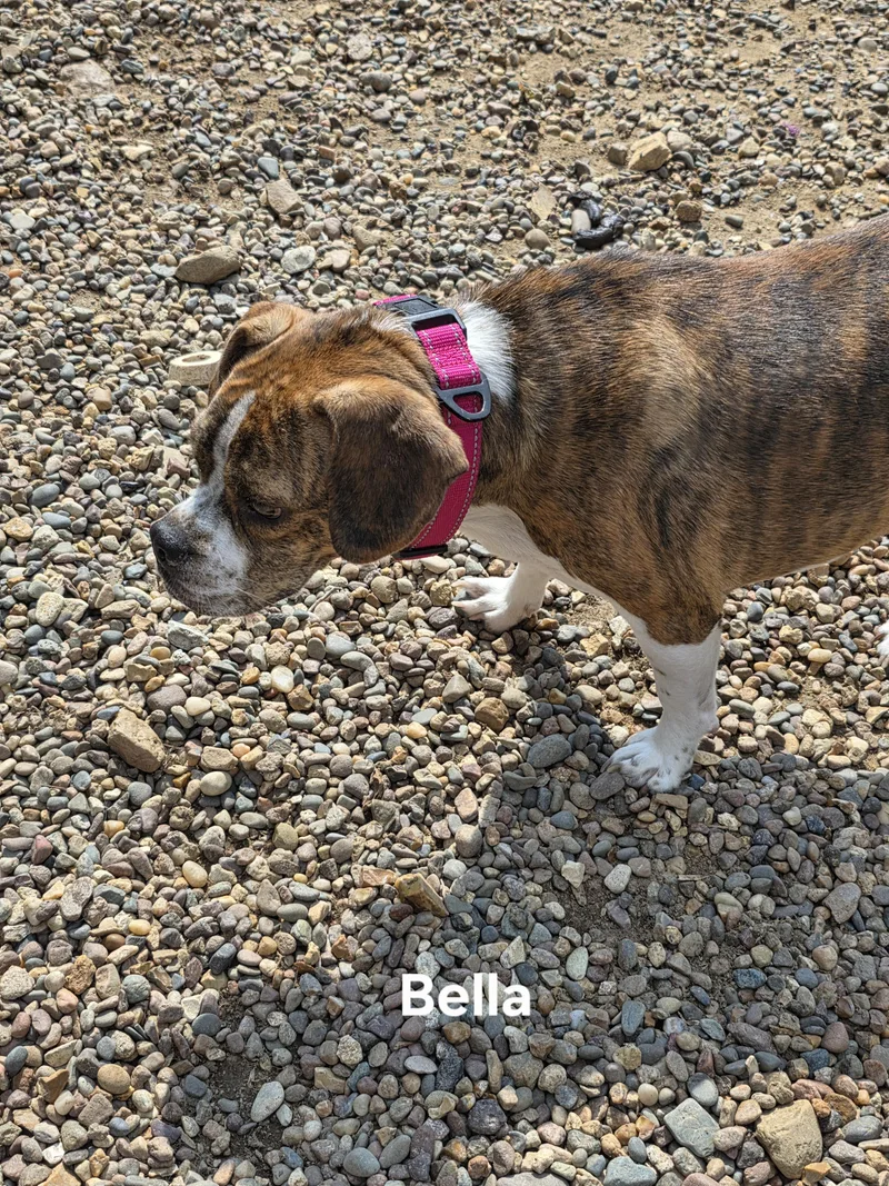 Bella thumbnail 3