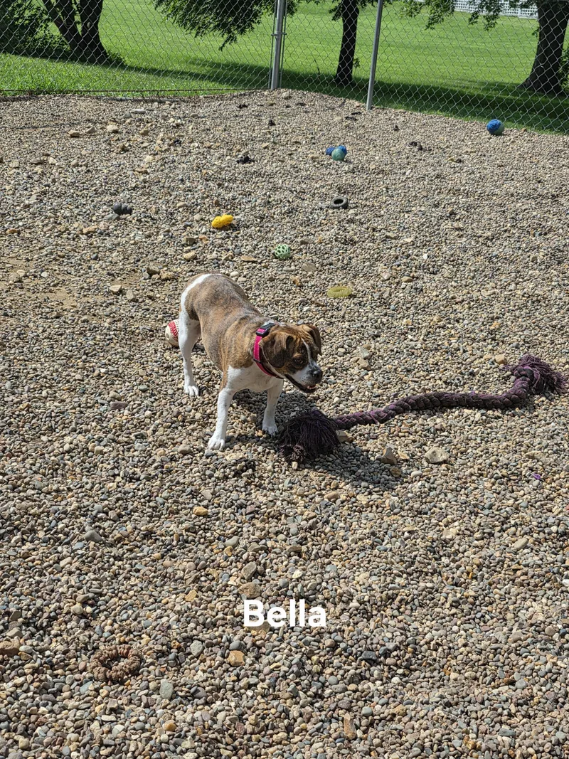 Bella thumbnail 4