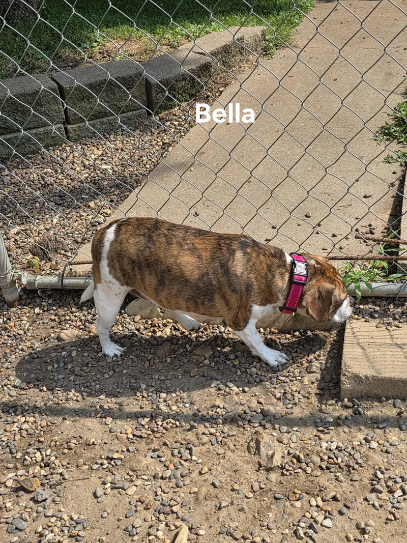 Bella thumbnail 5
