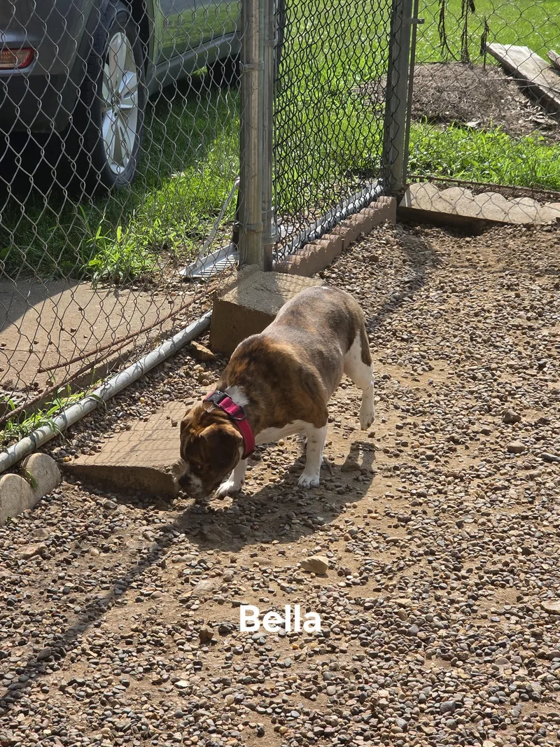 Bella thumbnail 6