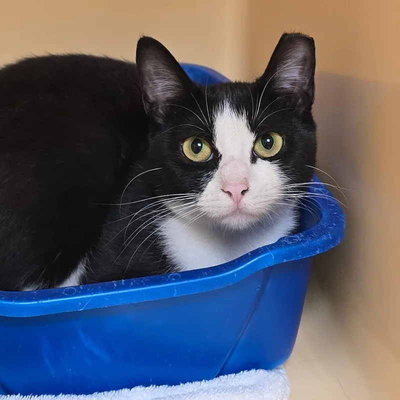 A young medium-sized female Black Domestic Short Hair cat named Belle for adoption in East Hanover, NJ