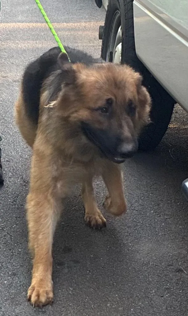 A young large-sized male German Shepherd Dog dog named Gravitt GSD for adoption in Chickamauga , GA