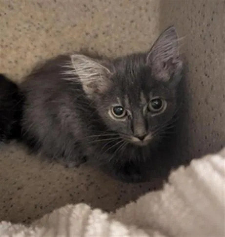 A baby small-sized female Domestic Short Hair cat named Violet for adoption in Sacramento, CA