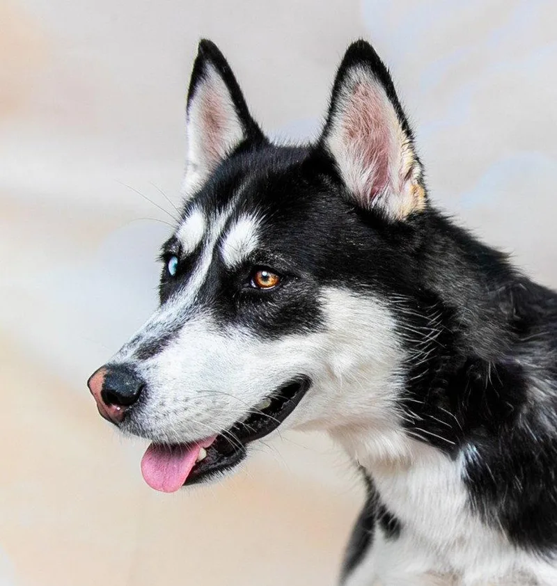 A baby medium-sized female Siberian Husky dog named Luna for adoption in Pasadena, CA