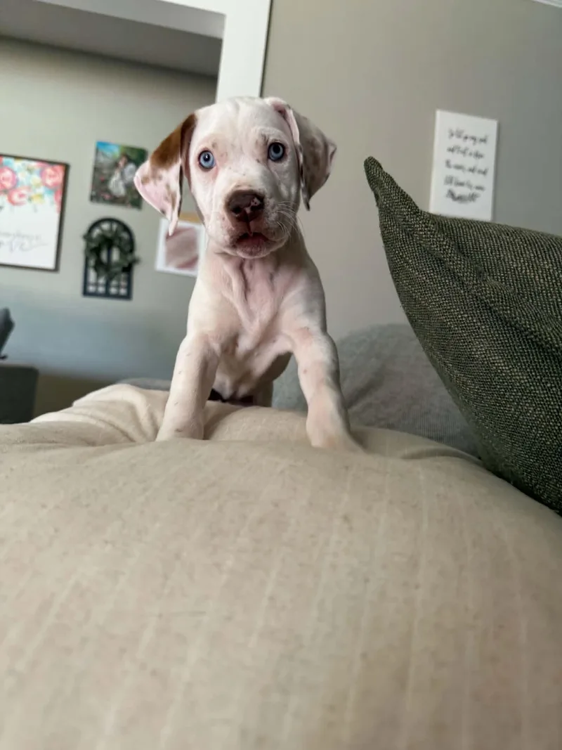 A baby small-sized female White / Cream American Bully dog named Ellis for adoption in Piedmont, OK