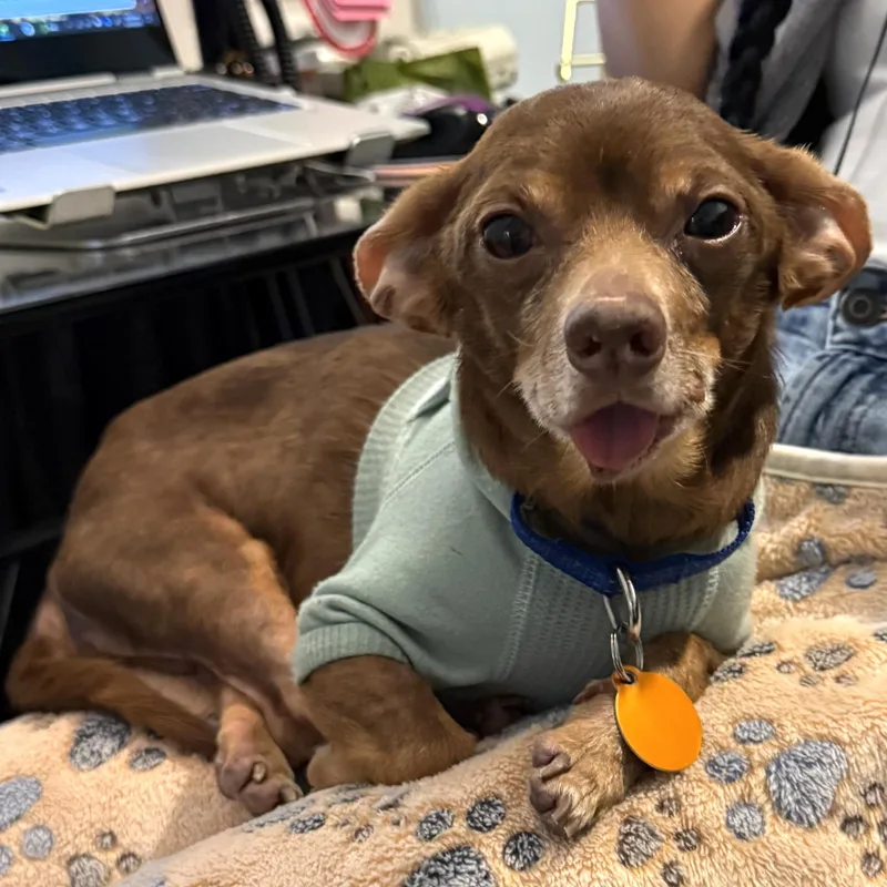 A senior small-sized male Brown / Chocolate Chihuahua dog named Rocky for adoption in Brooklyn, NY