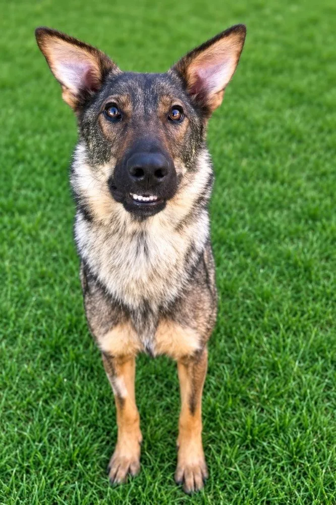 An adult medium-sized female Tricolor (Brown, Black, & White) German Shepherd Dog dog named Storm for adoption in Colorado Springs, CO