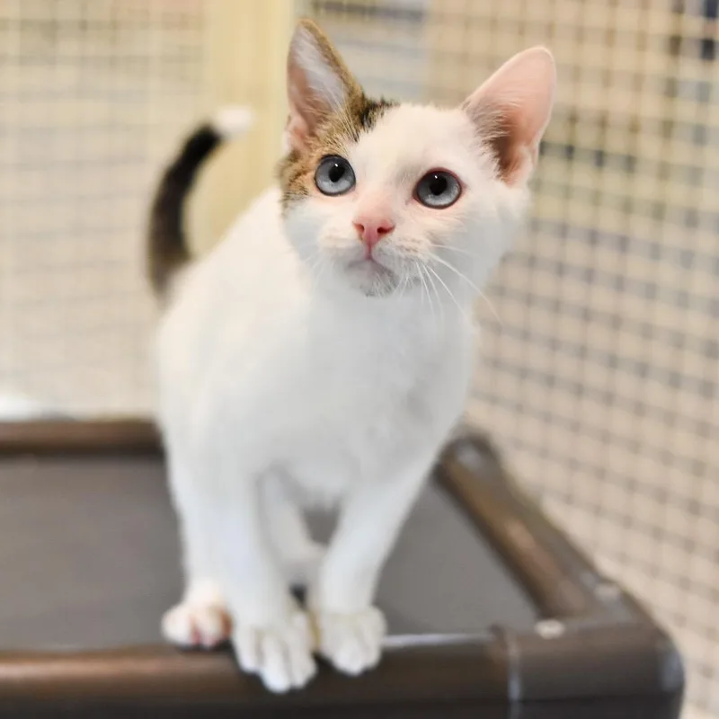 A baby small-sized male White Domestic Short Hair cat named Skeletor for adoption in Kailua Kona, HI