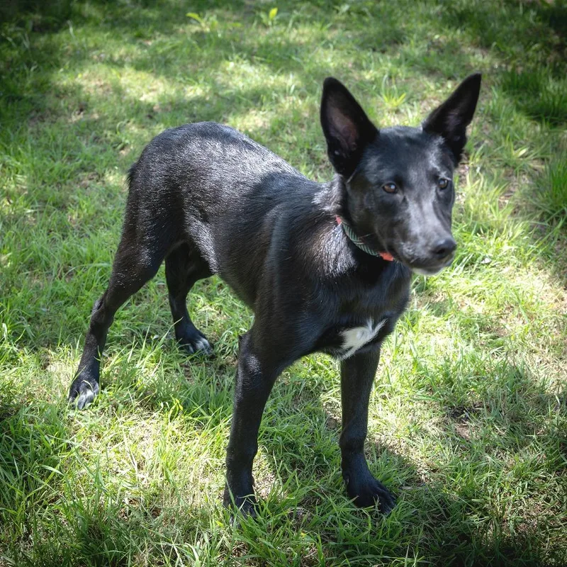 Luna Tuna Ml