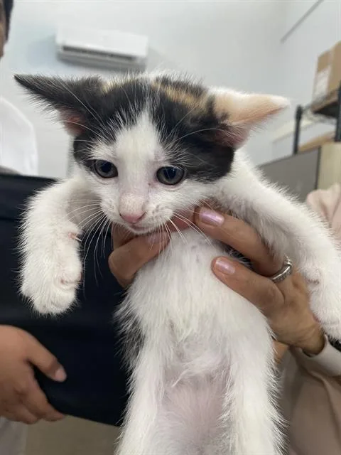 A baby medium-sized female Domestic Short Hair cat named Ursula for adoption in Dallas, TX