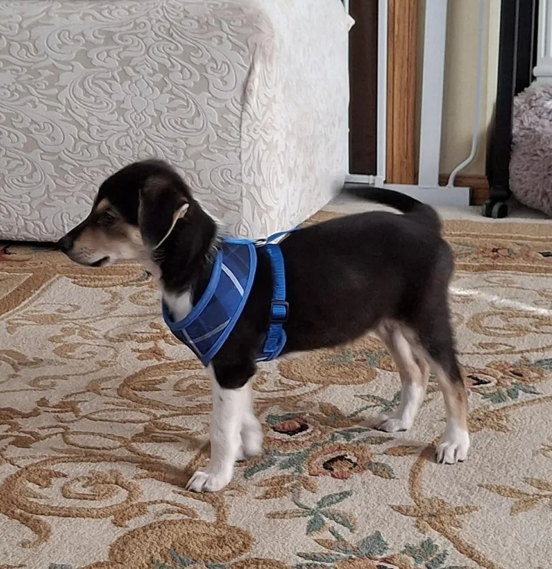 A baby small-sized male Terrier dog named Trick for adoption in Rockland, WI