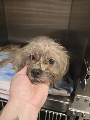 An adult small-sized female Terrier dog named Tiffany for adoption in Atlanta, GA