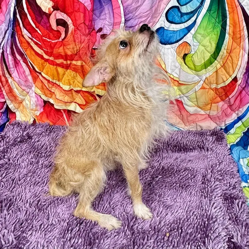 An adult small-sized male Yellow / Tan / Blond / Fawn Terrier dog named Shaggie for adoption in Franklin, NC