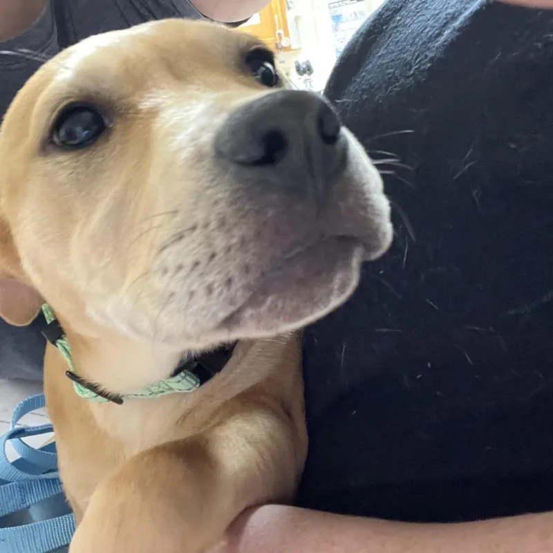 A baby small-sized female Yellow / Tan / Blond / Fawn Schnauzer dog named Lena for adoption in Pekin, IL