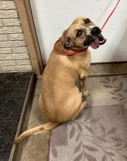 An adult large-sized male Mixed Breed dog named Tanner for adoption in Denison, IA