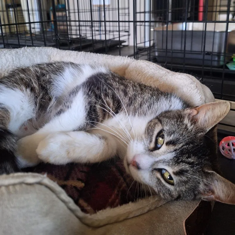 An adult medium-sized female Brown / Chocolate Domestic Short Hair cat named Bethany for adoption in Attica, NY
