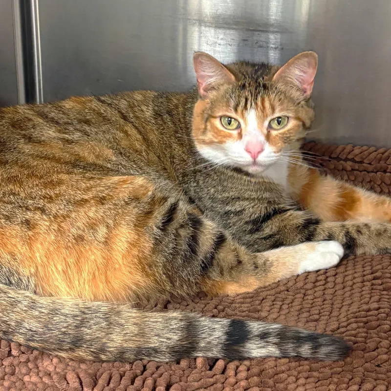 An adult medium-sized female Domestic Short Hair cat named Dory for adoption in Godfrey, IL