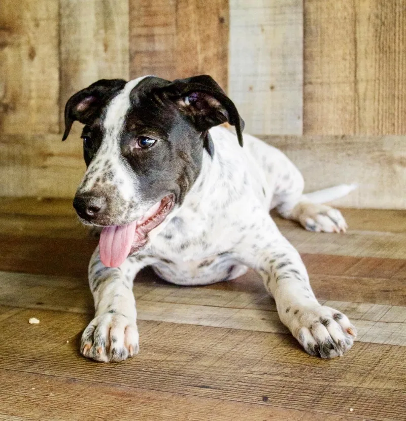 A baby medium-sized male Black English Pointer dog named Mickey for adoption in Pelham, NH