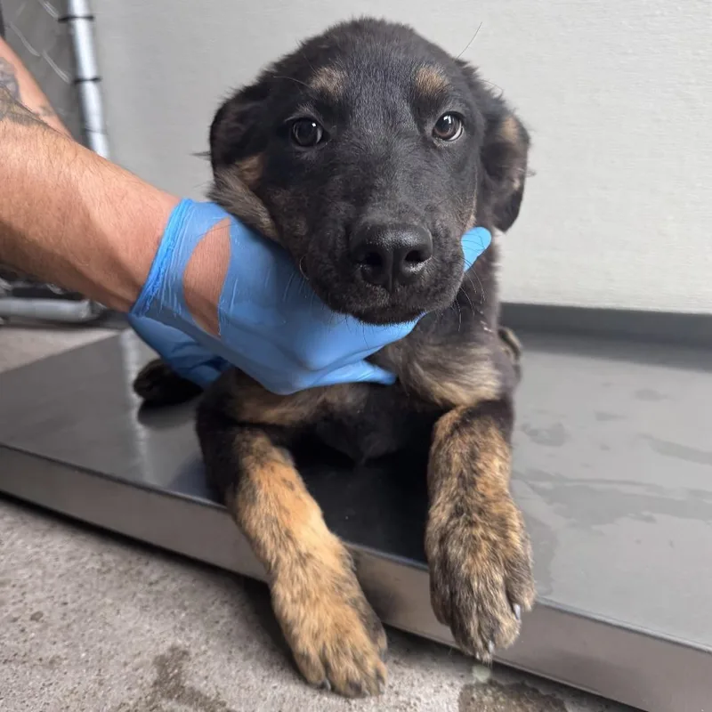A baby medium-sized female Yellow / Tan / Blond / Fawn Mixed Breed dog named 110552 for adoption in Las Cruces, NM